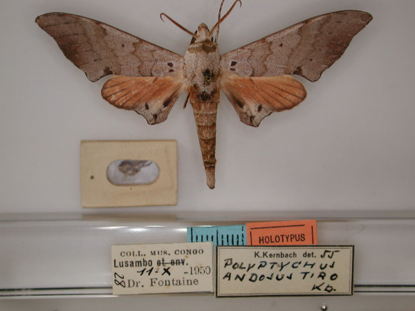 /filer/webapps/moths/media/images/T/tiro_Polyptychus_HT_RMCA_01.jpg