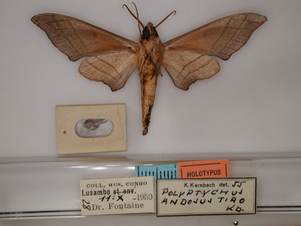 /filer/webapps/moths/media/images/T/tiro_Polyptychus_HT_RMCA_02.jpg
