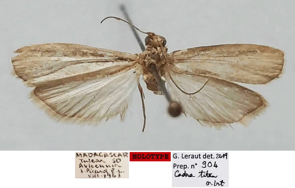 /filer/webapps/moths/media/images/T/titan_Apomyelois_HT_MNHN.jpg