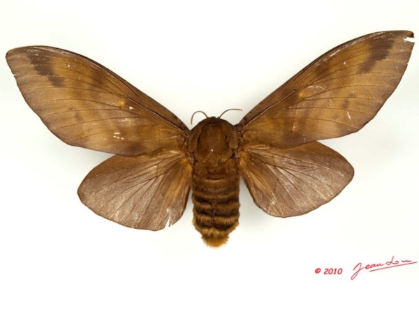 /filer/webapps/moths/media/images/T/titan_Gonometa_AF_Alberta_03.jpg