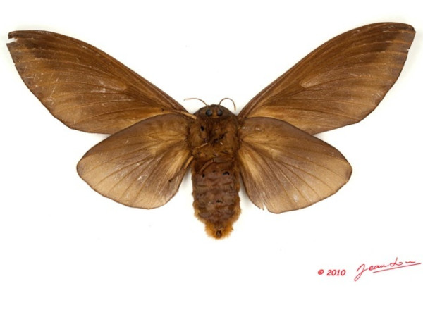 /filer/webapps/moths/media/images/T/titan_Gonometa_AF_Albertb_03.jpg