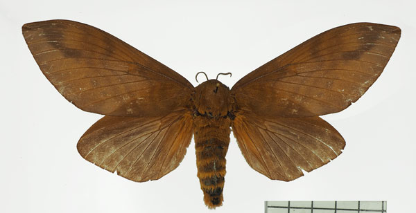 /filer/webapps/moths/media/images/T/titan_Gonometa_AF_Basquin.jpg