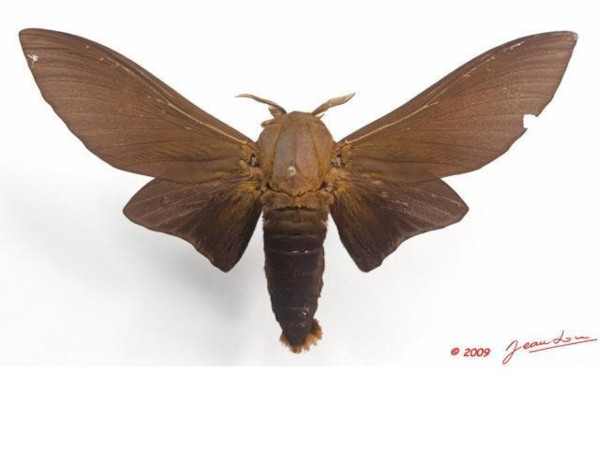 /filer/webapps/moths/media/images/T/titan_Gonometa_AM_Alberta_02.jpg