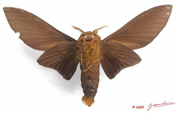 /filer/webapps/moths/media/images/T/titan_Gonometa_AM_Albertb_02.jpg