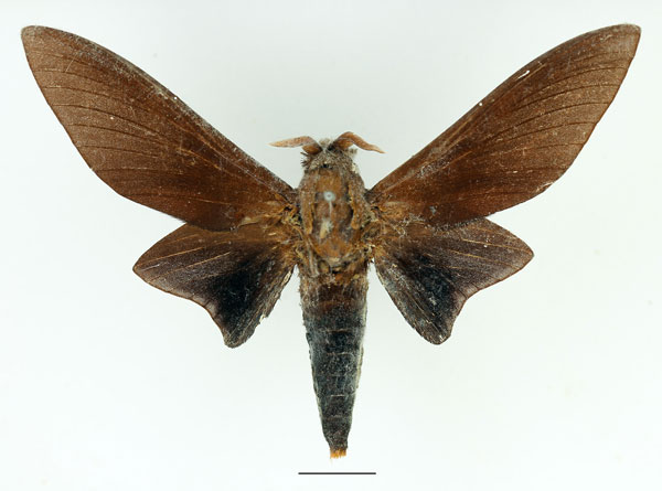 /filer/webapps/moths/media/images/T/titan_Gonometa_AM_Basquin_02.jpg