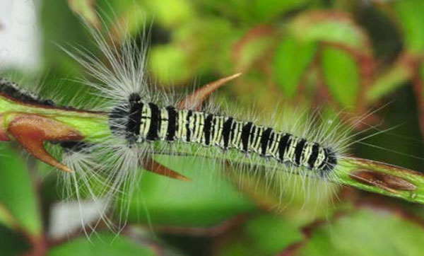 /filer/webapps/moths/media/images/T/titan_Gonometa_C_Ihle_01.jpg