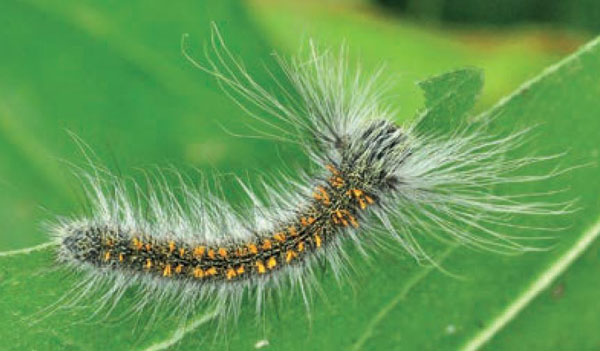 /filer/webapps/moths/media/images/T/titan_Gonometa_C_Ihle_02.jpg