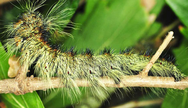 /filer/webapps/moths/media/images/T/titan_Gonometa_C_Ihle_03.jpg