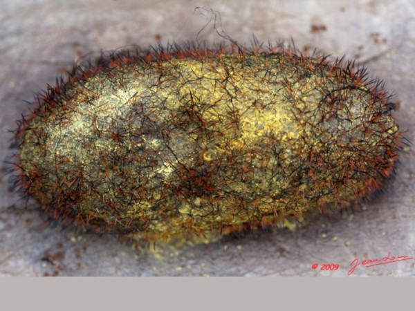 /filer/webapps/moths/media/images/T/titan_Gonometa_P_Albert_01.jpg
