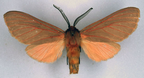 /filer/webapps/moths/media/images/T/titan_Metarctia_HT_BMNH_01.jpg