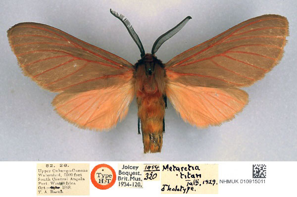 /filer/webapps/moths/media/images/T/titan_Metarctia_HT_BMNH_01_BBicfJ3.jpg