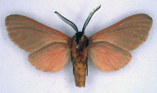 /filer/webapps/moths/media/images/T/titan_Metarctia_HT_BMNH_02.jpg