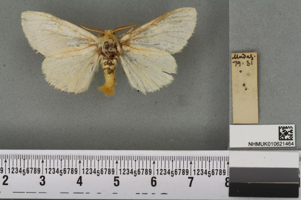 /filer/webapps/moths/media/images/T/titania_Euproctis_LT_BMNHa.jpg