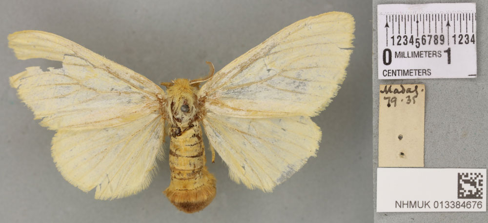 /filer/webapps/moths/media/images/T/titania_Euproctis_PLT_BMNHa.jpg