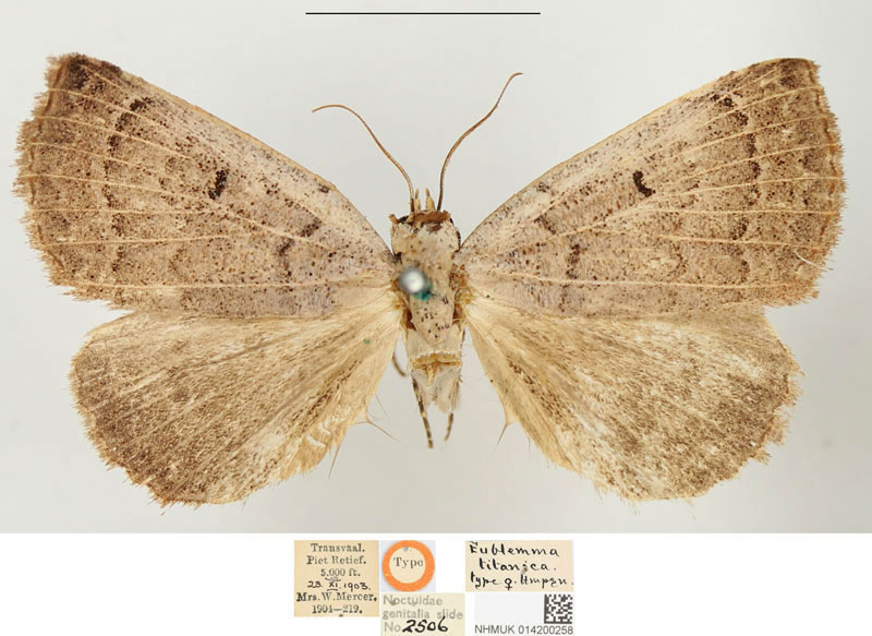 /filer/webapps/moths/media/images/T/titanica_Eublemma_HT_BMNH.jpg