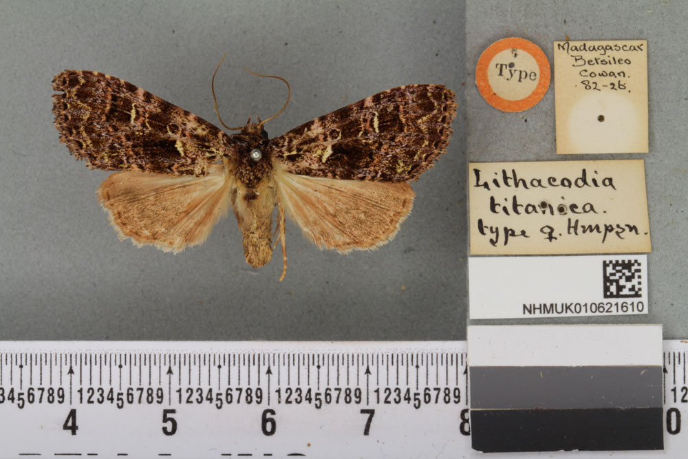 /filer/webapps/moths/media/images/T/titanica_Lithacodia_HT_BMNHa.jpg