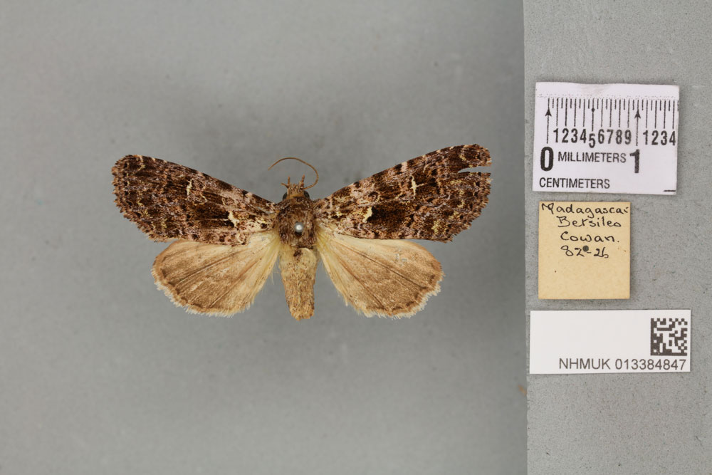 /filer/webapps/moths/media/images/T/titanica_Lithacodia_PTF_BMNH_02a.jpg