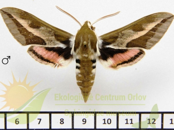 /filer/webapps/moths/media/images/T/tithymali_Hyles_AM_SMCR_01.jpg