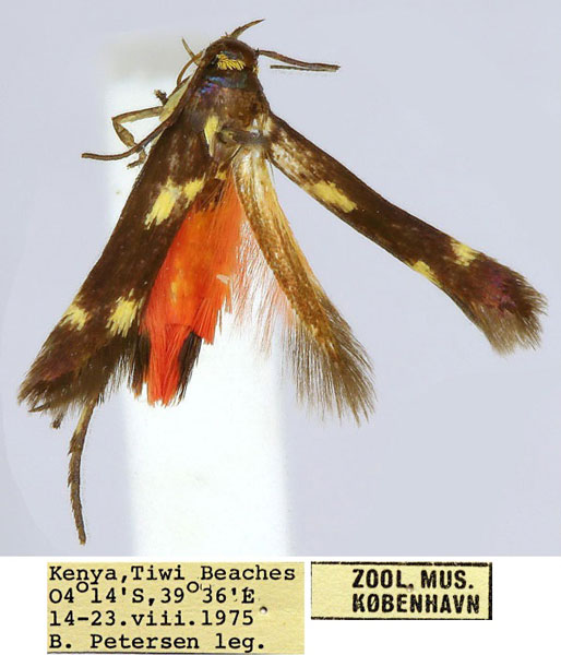 /filer/webapps/moths/media/images/T/tiwiensis_Eretmocera_HT_ZMUC_tZliBz9.jpg