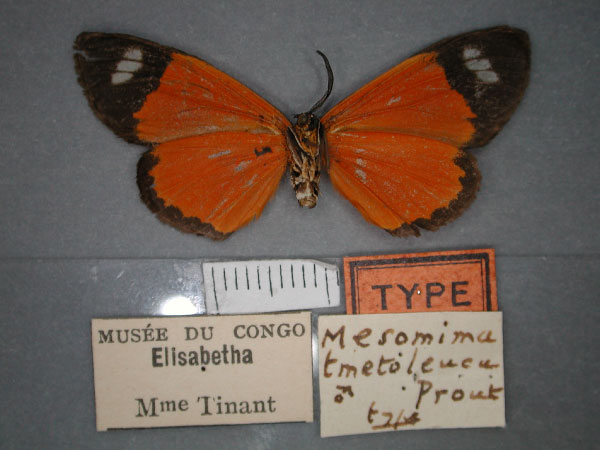 /filer/webapps/moths/media/images/T/tmetoleuca_Mesomima_HT_RMCA_02.jpg