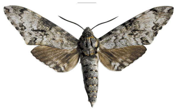 /filer/webapps/moths/media/images/T/tobii_Covelliana_HT_SMCR.jpg