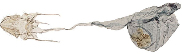 /filer/webapps/moths/media/images/T/tobii_Swammerdamia_GFPT_TMSA_17277.jpg