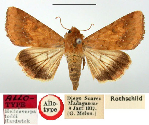 /filer/webapps/moths/media/images/T/toddi_Helicoverpa_AT_BMNH.jpg
