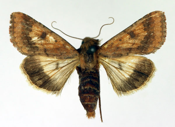 /filer/webapps/moths/media/images/T/toddi_Helicoverpa_A_Aulombard.jpg