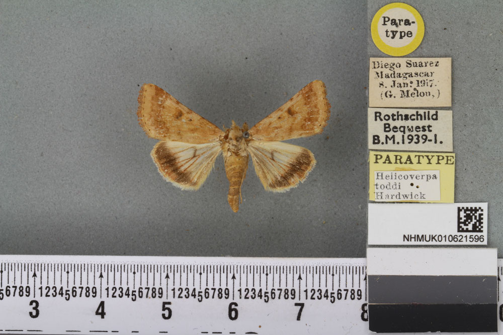 /filer/webapps/moths/media/images/T/toddi_Helicoverpa_PT_BMNHa.jpg