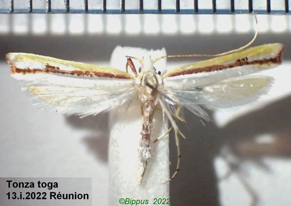 /filer/webapps/moths/media/images/T/toga_Tonza_AM_Bippus.jpg