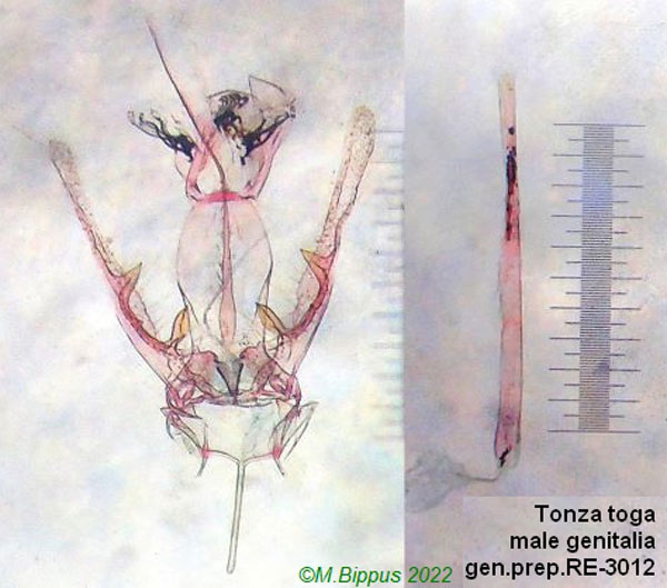 /filer/webapps/moths/media/images/T/toga_Tonza_GMHT_RMNH.jpg