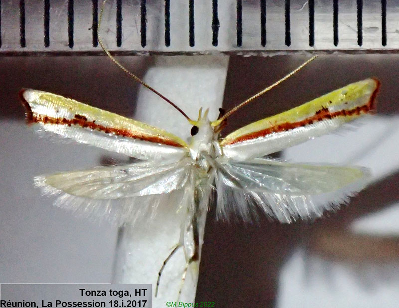 /filer/webapps/moths/media/images/T/toga_Tonza_HT_RMNH.jpg