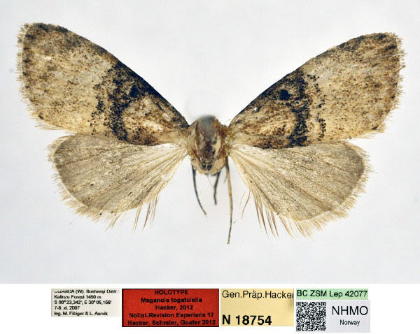 /filer/webapps/moths/media/images/T/togatulella_Meganola_HT_NHMO_Y6pEgGL.jpg