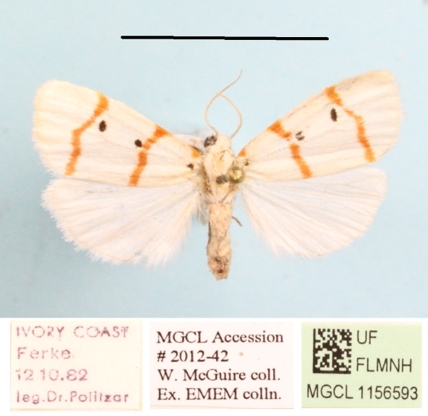 /filer/webapps/moths/media/images/T/togoana_Cyana_A_MGCLa_02.JPG