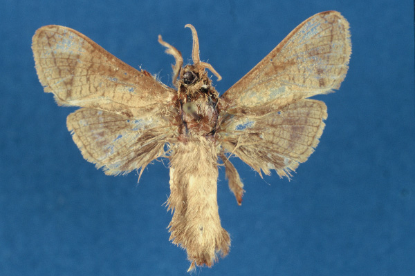/filer/webapps/moths/media/images/T/togoensis_Haberlandia_HT_RMCA.jpg