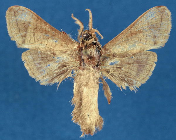 /filer/webapps/moths/media/images/T/togoensis_Haberlandia_HT_RMCA_XZmT5zi.jpg