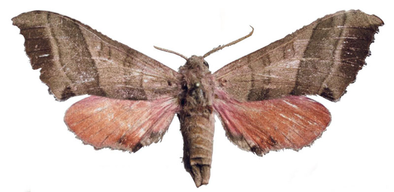 /filer/webapps/moths/media/images/T/togoensis_Rufoclanis_HT_EMEMa.jpg