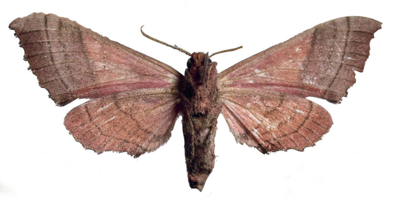 /filer/webapps/moths/media/images/T/togoensis_Rufoclanis_HT_EMEMb.jpg