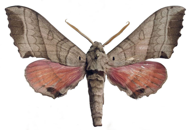 /filer/webapps/moths/media/images/T/togoensis_Rufoclanis_PTM_EMEMa.jpg