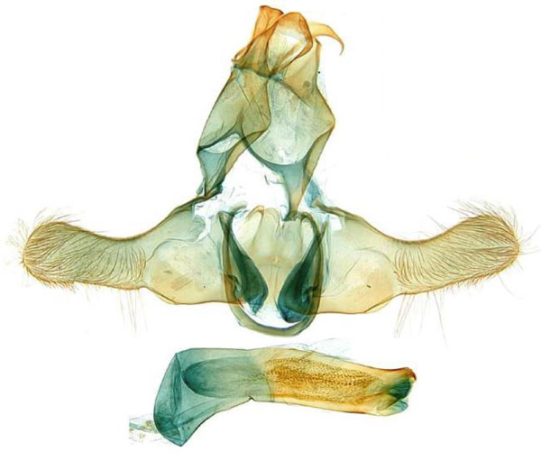 /filer/webapps/moths/media/images/T/toliarensis_Torodora_GMHT_MNHN.jpg