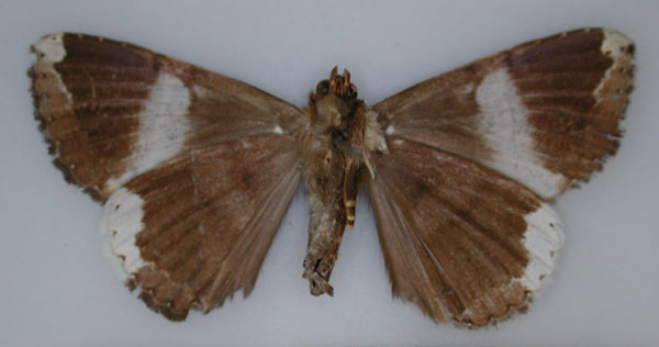 /filer/webapps/moths/media/images/T/tolnaodes_Achaea_HT_RMCA_02.jpg