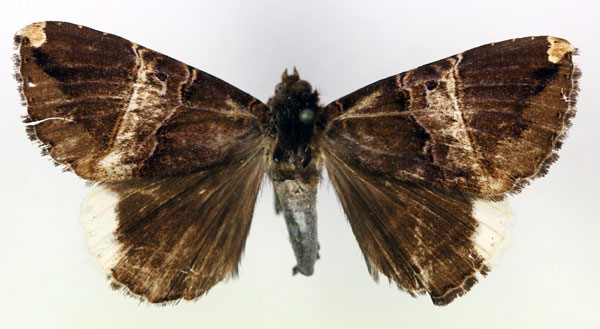 /filer/webapps/moths/media/images/T/tolnaodes_Achaea_HT_RMCA_03.jpg