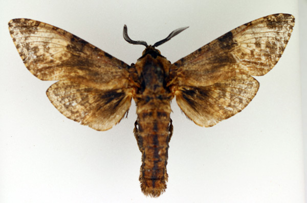 /filer/webapps/moths/media/images/T/toluminus_Macrocossus_AM_TMSA.jpg