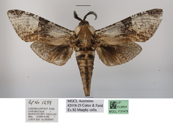 /filer/webapps/moths/media/images/T/toluminus_Macrocossus_A_MGCLa.JPG