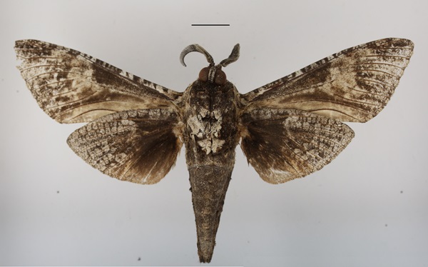 /filer/webapps/moths/media/images/T/toluminus_Macrocossus_A_MGCLb.JPG