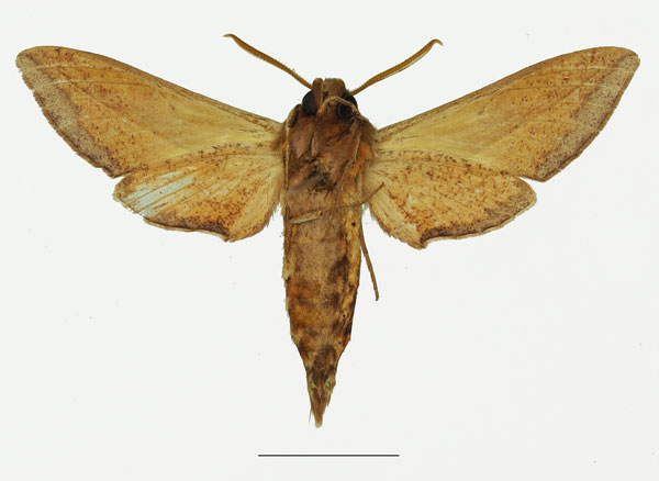 /filer/webapps/moths/media/images/T/tomasi_Theretra_PT_Basquinb.jpg