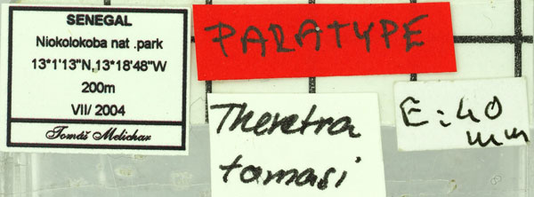 /filer/webapps/moths/media/images/T/tomasi_Theretra_PT_Basquinl.jpg