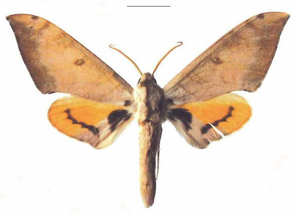 /filer/webapps/moths/media/images/T/tomensis_Pseudoclanis_AM_EMEM_01a.jpg