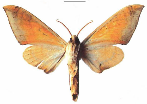 /filer/webapps/moths/media/images/T/tomensis_Pseudoclanis_AM_EMEM_01b.jpg