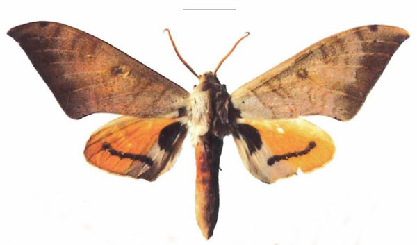 /filer/webapps/moths/media/images/T/tomensis_Pseudoclanis_AM_EMEMa.jpg